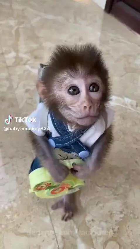 animal, sp, saopaulo by raqlauren