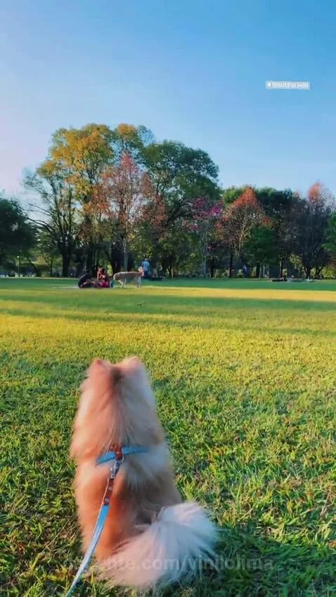 view, views, sp by vinilolima