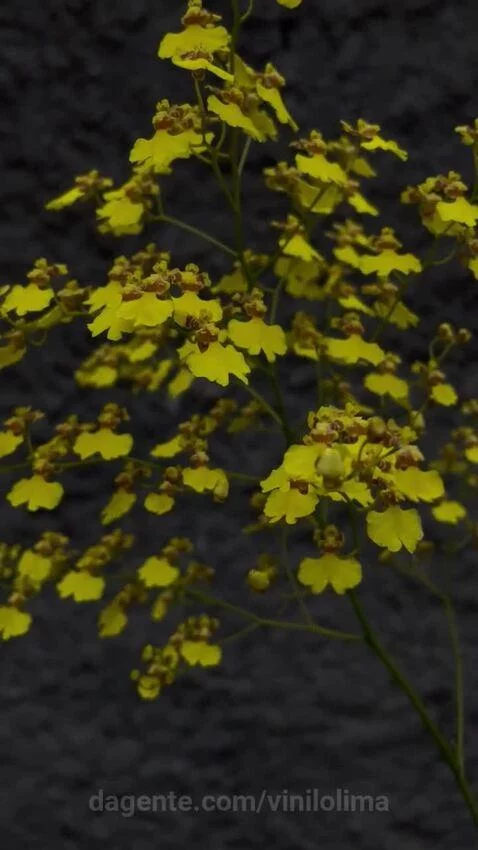 views, view, sp by vinilolima