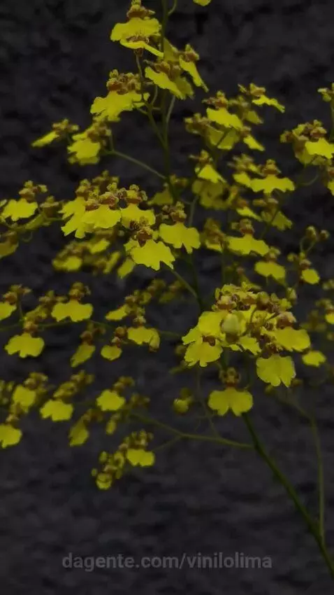 views, view, sp by vinilolima