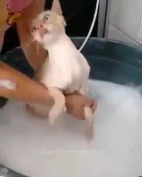 humor, cats by senasilva