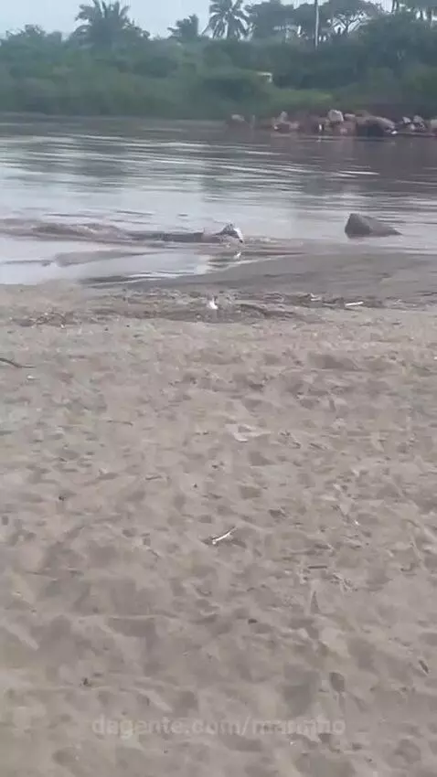 O ataque do jacaré ao 🐕 by marinho
