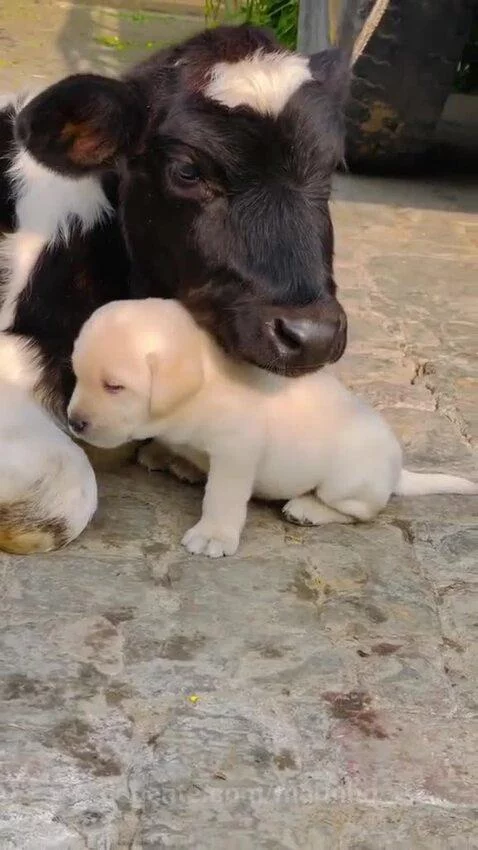 A sim é a vida animais by marinho