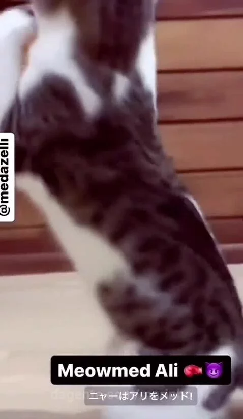 Video by marinho
