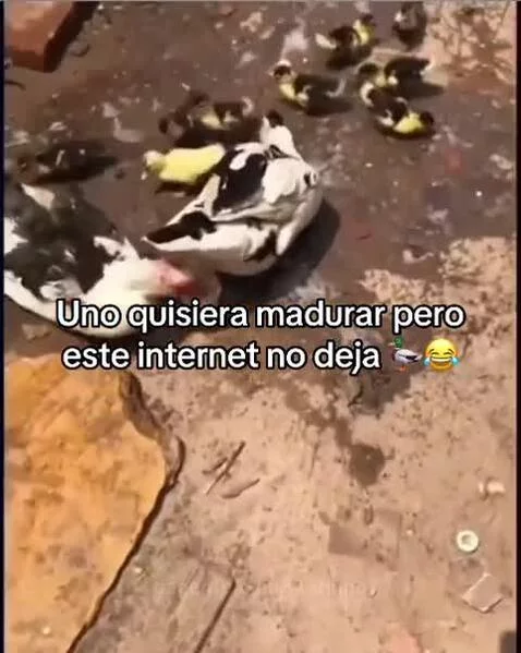 Video by marinho