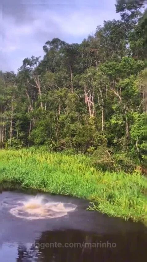 Prévia da publicação de marinho