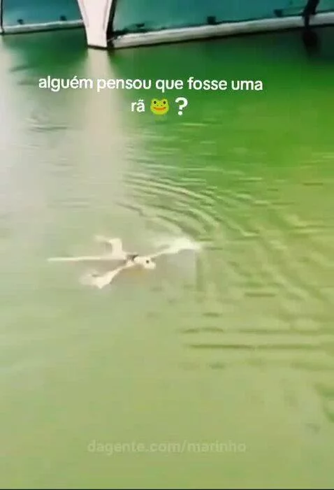 Video by marinho