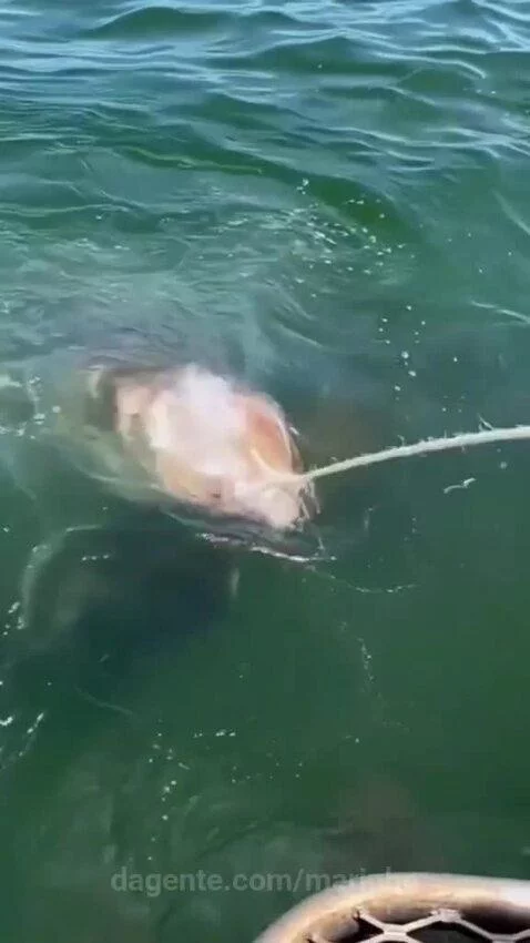 Video by marinho