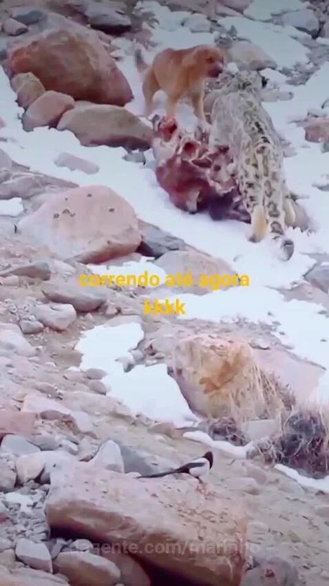 Video by marinho