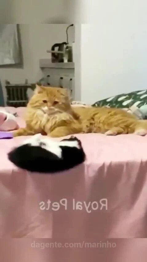 Video by marinho