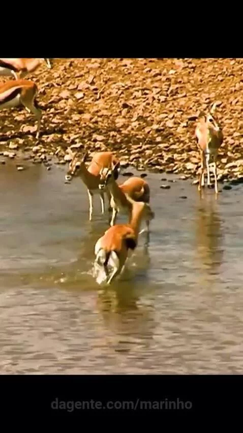 Video by marinho
