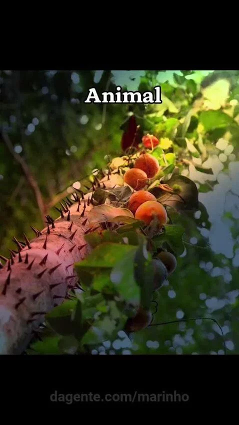 Video by marinho
