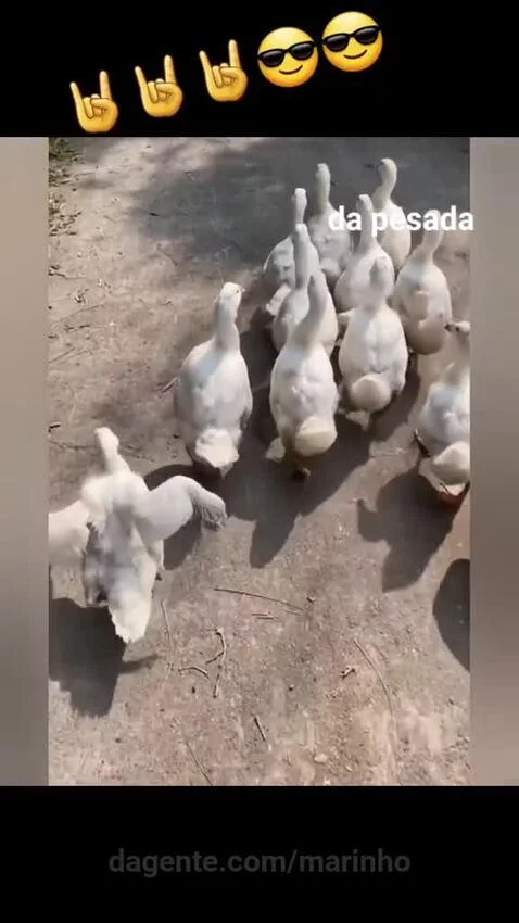 Video by marinho