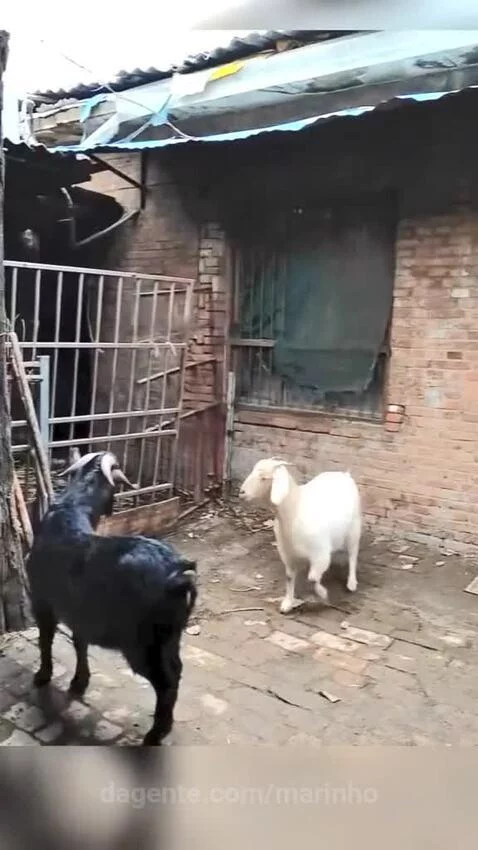 Video by marinho