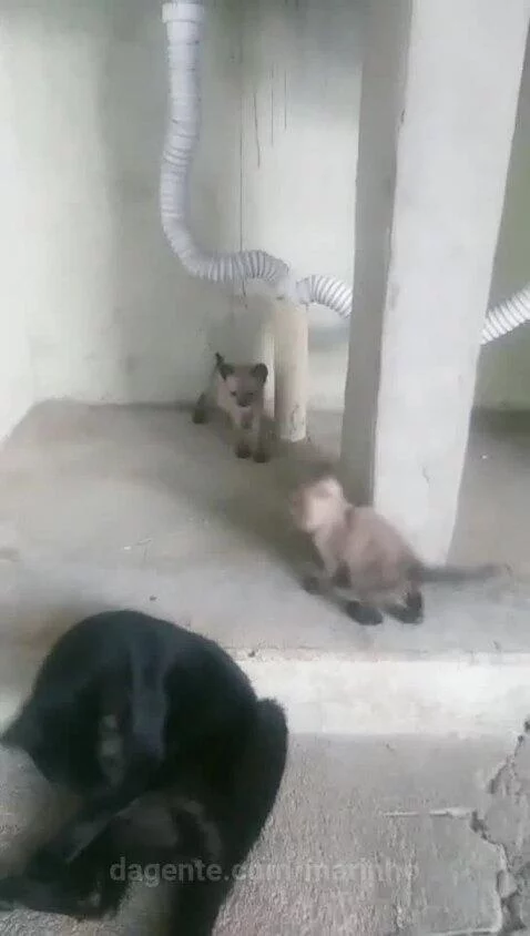 Video by marinho