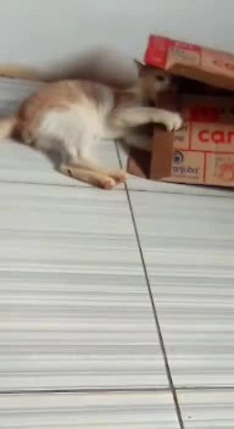 #gato #viral #brasil by receitinhas