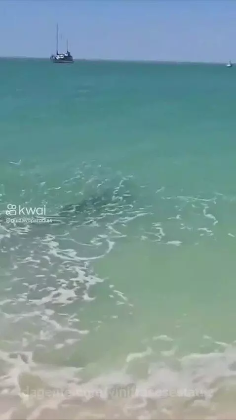 Tente não rir - os animais mais engraçados que você vai ver ... by vinifrasesestatus