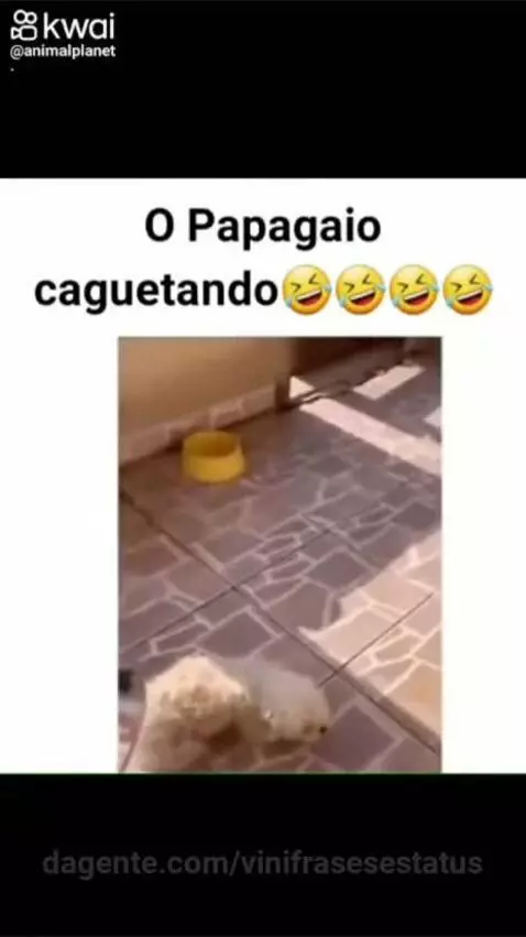 Manda esse vídeo pro RAFAEL 😂😂😂😂😂 by vinifrasesestatus