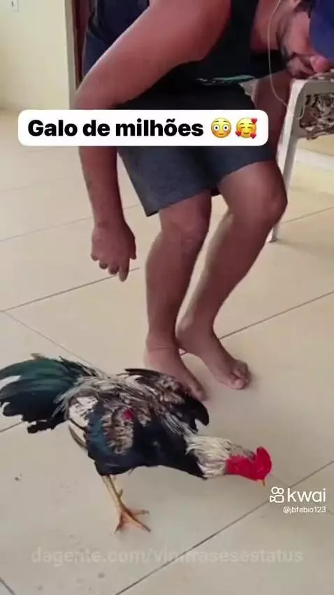 Olha a habilidade deste galo 🥰😍😂👏🏽 by vinifrasesestatus
