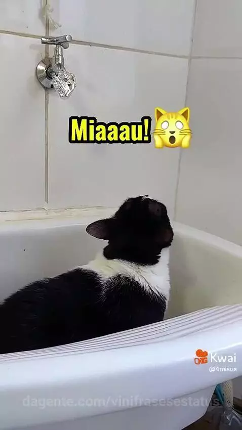 Os gatos são fofos 😍🥰❤️ by vinifrasesestatus