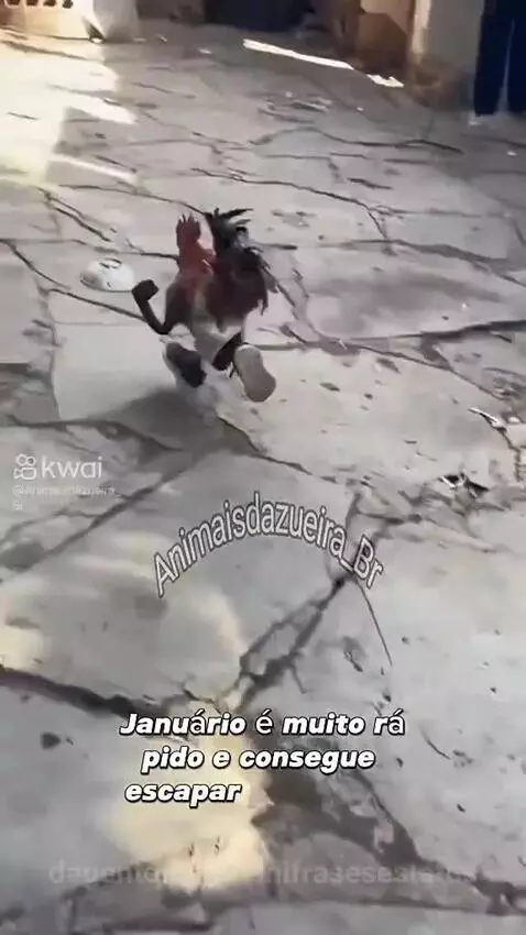 Eitaa galo rápido 😂👏🏽😂👏🏽 by vinifrasesestatus