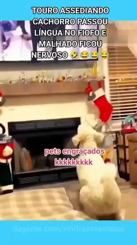 Um melhor que o outro 🤣🤣🤣🤣👏🏽 by vinifrasesestatus