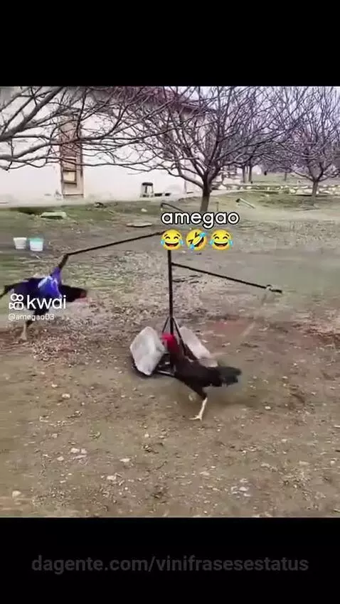 Essa invenção a globo não mostra 😂😂😂😂 by vinifrasesestatus