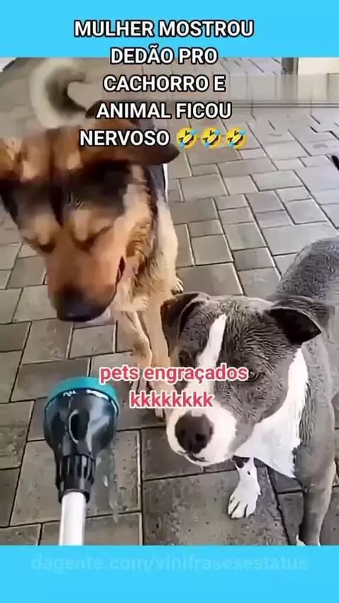 A do cachorro foi a melhor 😂😂😂😂 by vinifrasesestatus