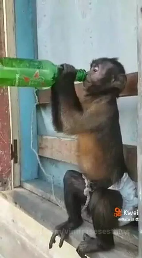 Bebendo cerveja de rico 😂😂😂👏🏽🍺 by vinifrasesestatus