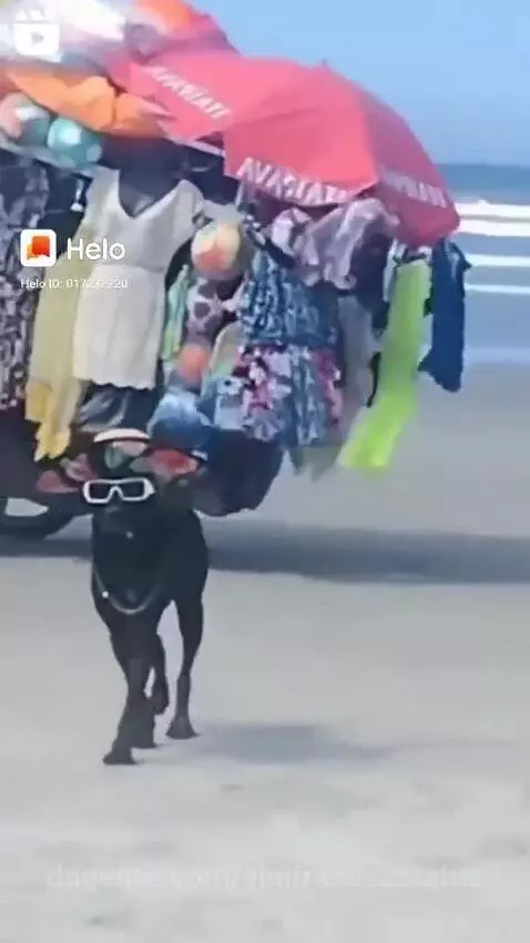 Na praia, estilo é tudo ! 
Nosso amigo de chapéu e óculos co... by vinifrasesestatus