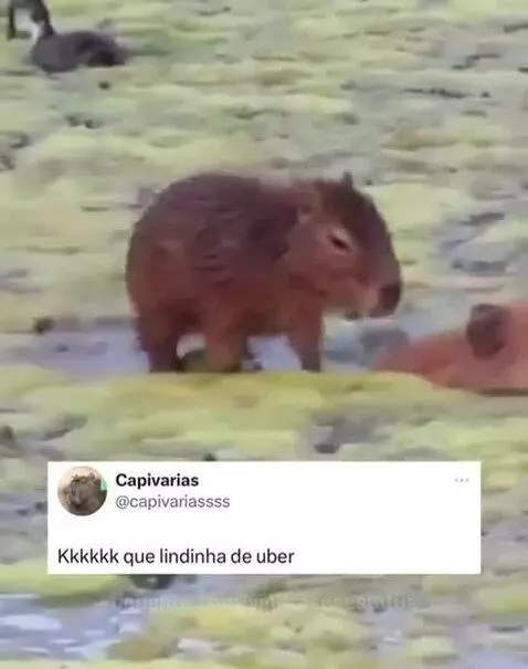 viral, views, view by vinifrasesestatus