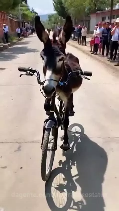 Quando penso que já vi de tudo 🤣🤣🤣🤭 by vinifrasesestatus