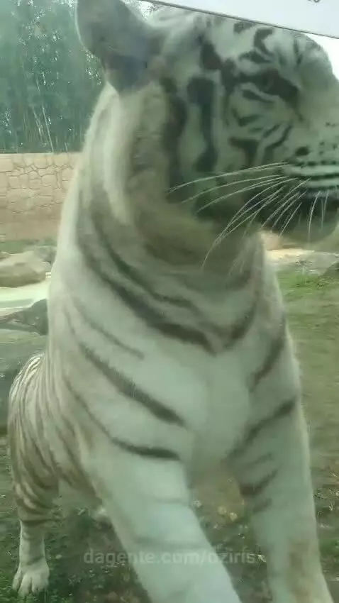 Video by oziris
