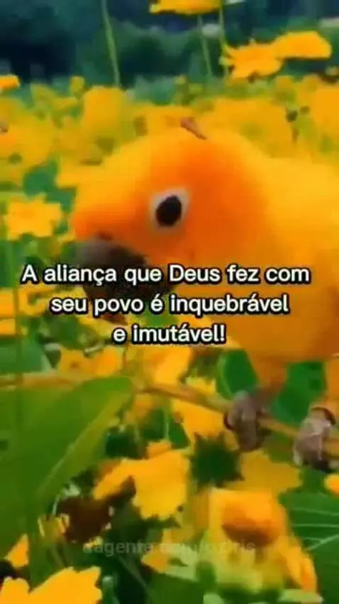 Video by oziris