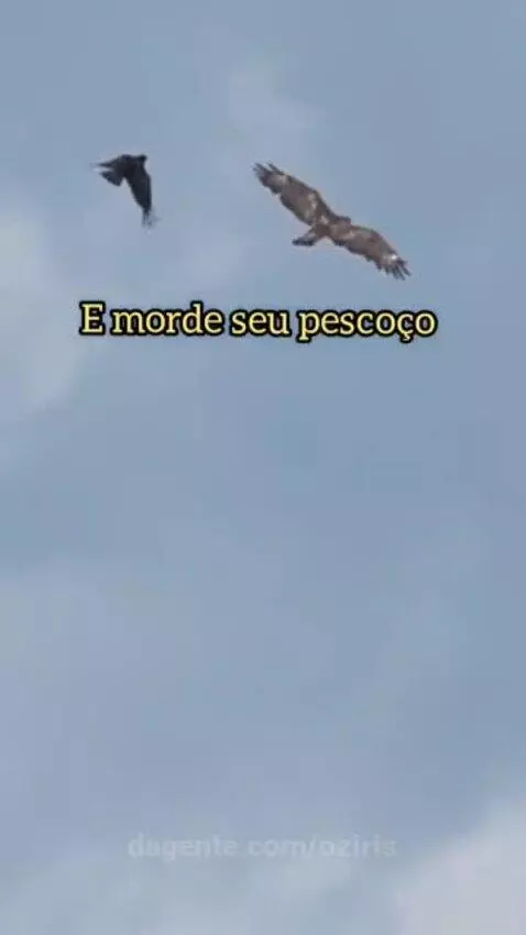 Video by oziris