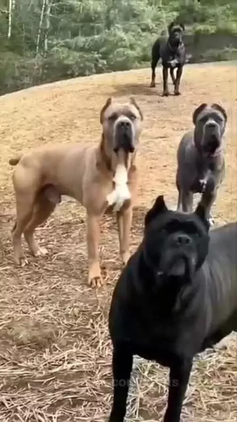 Video by oziris