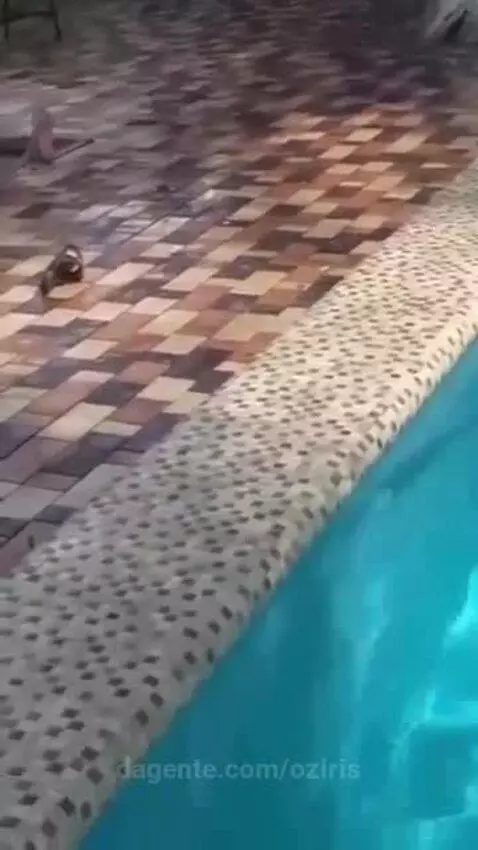 Prévia da publicação de oziris