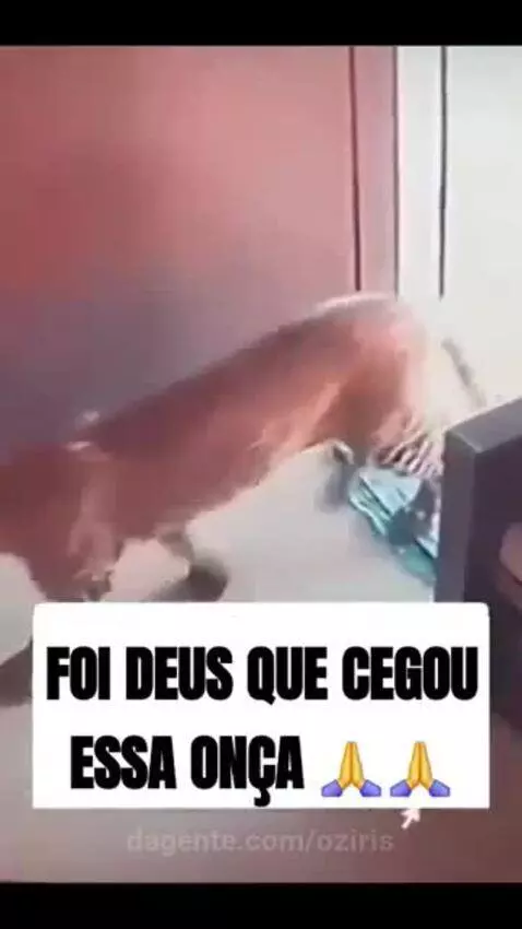 Video by oziris