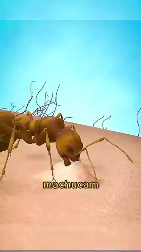 Video by oziris