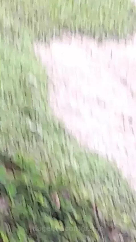 Video by oziris
