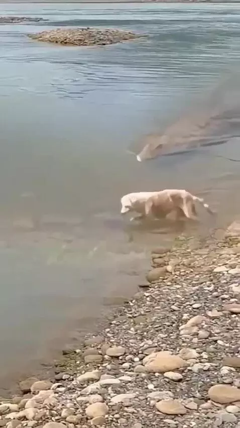 Ai que dó 😭😭😭😭😭 by almeida