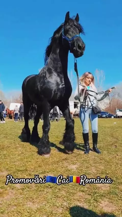Cavalo de 10 Milhões by almeida