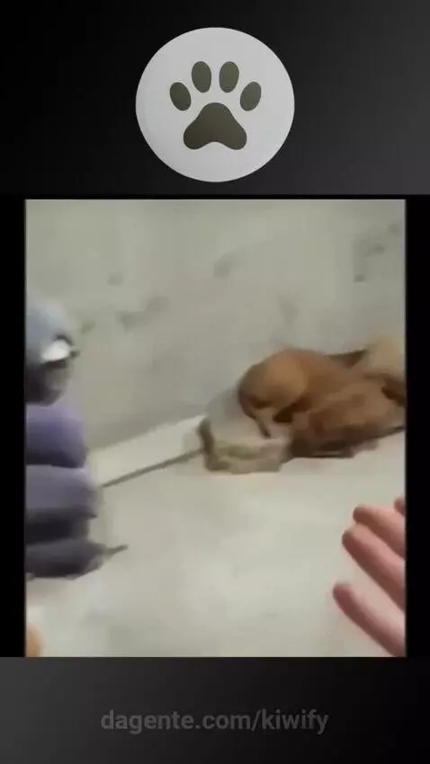 Advogado Bom É Assim 😂 by kiwify