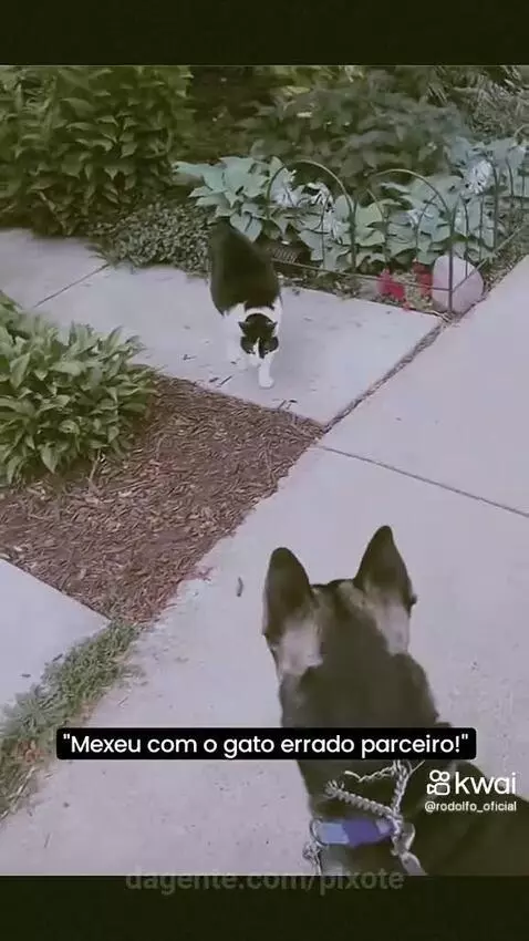 Video by pixote