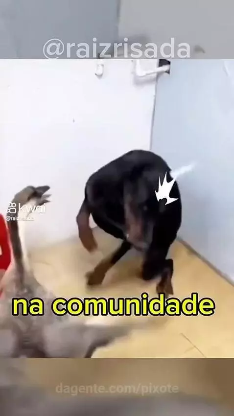Video by pixote