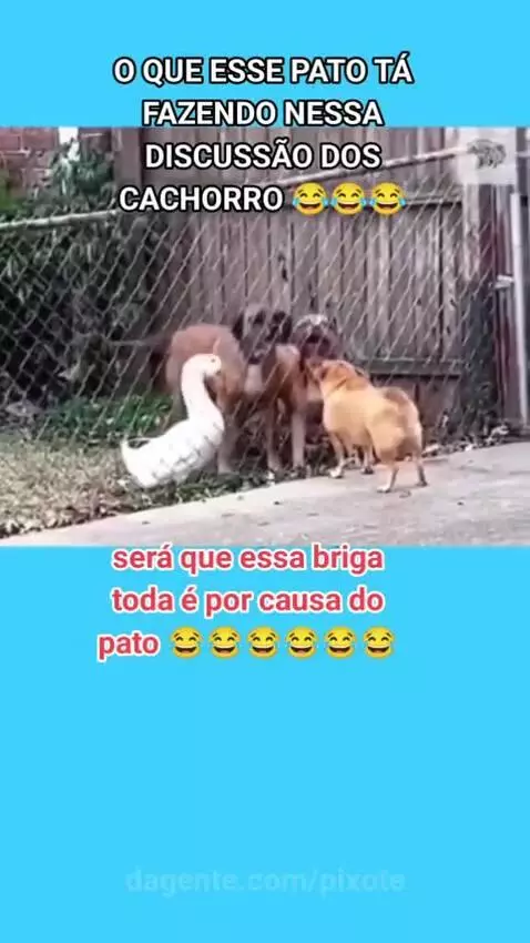 Video by pixote