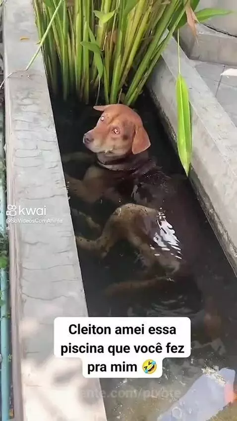 Video by pixote