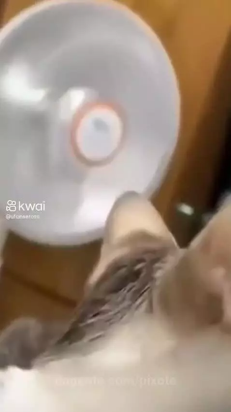 Video by pixote