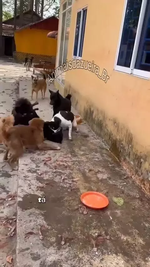 Video by pixote