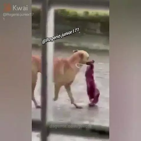 Video by pixote